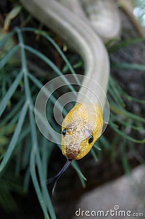 Woma python Stock Photo