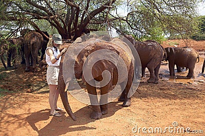 Woman with Adopted Baby African Elephants at the David Sheldrick Wildlife Trust in Tsavo national Park, Kenya Editorial Stock Photo