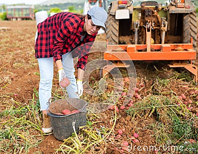 Woman agriculturist gathering potatoes from ground Stock Photo