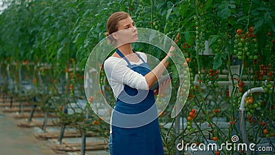 Woman agronomist analysing cultivating tomatoes process in modern greenhouse Stock Photo