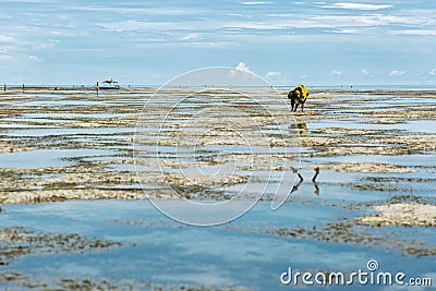 Algae harvest during low tide Stock Photo