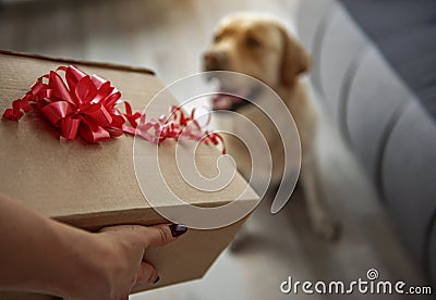 Woman arm giving present to dog Stock Photo