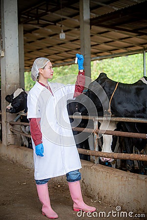 Woman Asian agronomist or animal doctor collecting milk samples at dairy farm Stock Photo