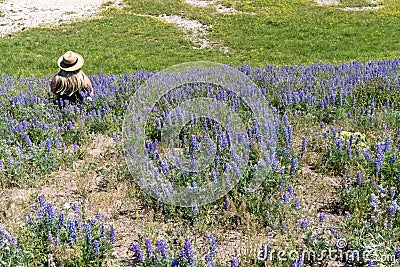 Woman with back facing the camera, wearing straw hat, sits in a field of purple lupine wildflowers in Wyoming Stock Photo