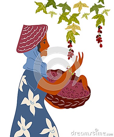 Woman with basket gather coffee beans flat vector illustration isolated. Vector Illustration