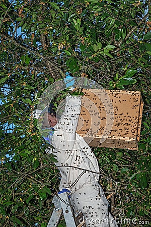 The woman beekeeper stands on the stairs and collects and packs a swarm of honey bees from a tree Stock Photo