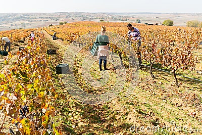 Woman from behind working with other workers in a vineyard in Toro, Zamora, Spain. Editorial Stock Photo