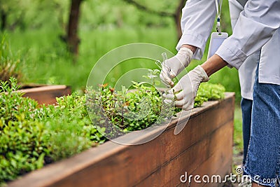 Woman biologist collecting seeds from plants outside Stock Photo