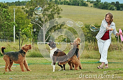 Woman blowing bubbles playing with her dogs Stock Photo