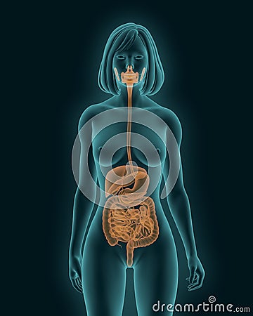 Woman body with digestive system internal organs 3d render Stock Photo