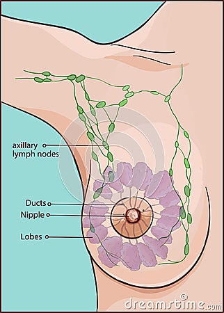 Woman breast anatomy Vector Illustration