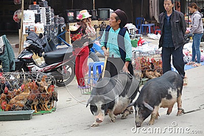 Woman bringing pigs to the market in Meo Vac, Northern Vietnam Editorial Stock Photo