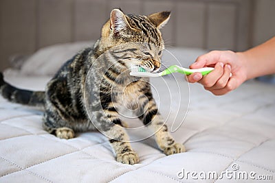 A woman brushes a cat`s teeth with a toothbrush Stock Photo