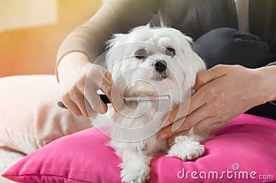 Woman brushes hair of her dog Stock Photo