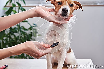 Woman brushing dog. Owner combing Jack Russell terrier. Pet care Stock Photo