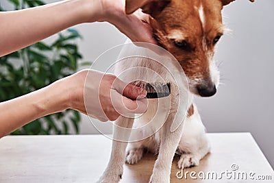 Woman brushing dog. Owner combing Jack Russell terrier. Pet care Stock Photo