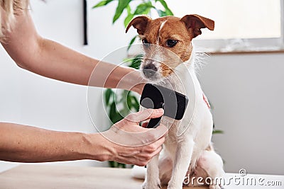 Woman brushing dog. Owner combing Jack Russell terrier. Pet care Stock Photo