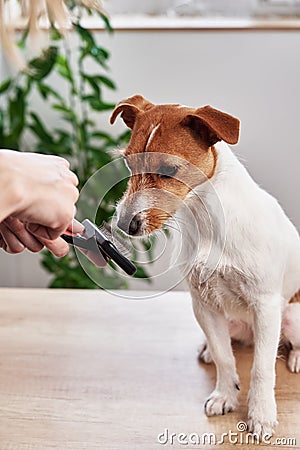 Woman brushing dog. Owner combing Jack Russell terrier. Pet care Stock Photo