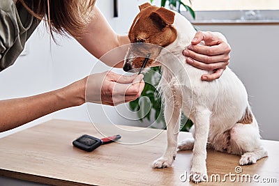 Woman brushing dog. Owner combing Jack Russell terrier. Pet care Stock Photo