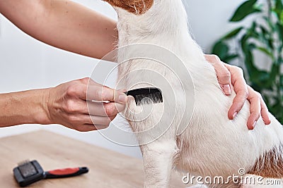 Woman brushing dog. Owner combing Jack Russell terrier. Pet care Stock Photo