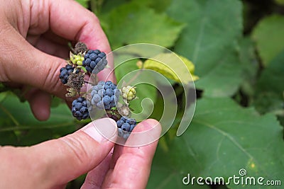 The woman carefully gathers ripe blackberries with fingers of the right hand, holding a bunch of berries with left hand Stock Photo