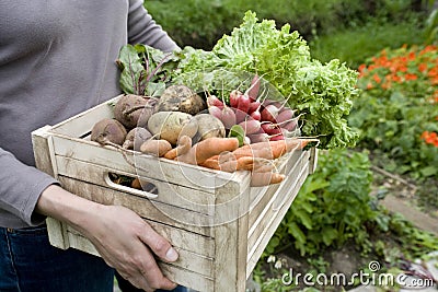 Woman Carrying Crate With Freshly Harvested Vegetables Stock Photo