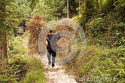 Woman carrying heavy loads of rice straw Stock Photo