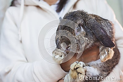 Woman carrying and playing with Holland lop rabbit with love and tenderness at easter festive Stock Photo