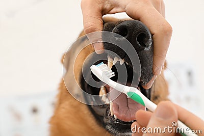 Woman cleaning dog`s teeth with toothbrush indoors Stock Photo