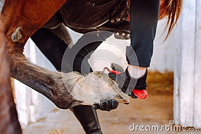 Woman cleans the horse& x27;s hooves with a special brush before riding. Horseback riding, animal care, veterinary concept Stock Photo