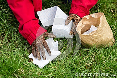 A woman cleans up dog poop on the lawn in the yard of the house. Close-up. Roll of toilet paper and excrement on the grass. Stock Photo