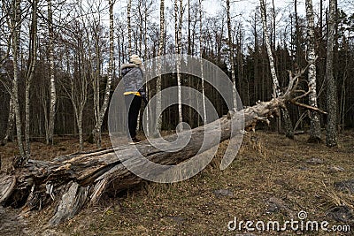 Woman climbing on a fallen tree in a forest at the beach near the Baltic Sea Stock Photo