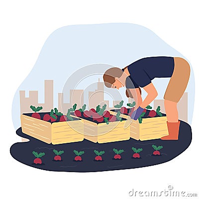 A woman collecting beetroots in the urban garden. Vector Illustration