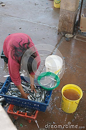 Woman collecting fish Stock Photo
