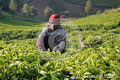 Tea Leaf Collection in Rwanda's Well-Known Tea Growing Region, Africa Editorial Stock Photo