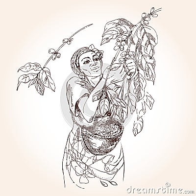 Woman collects coffee berries in a basket Vector Illustration