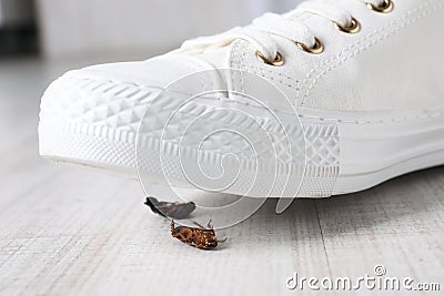 Woman crushing cockroaches with feet. Pest control Stock Photo