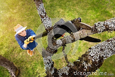 Woman cut old apple tree branch with telescopic tree pruner Stock Photo