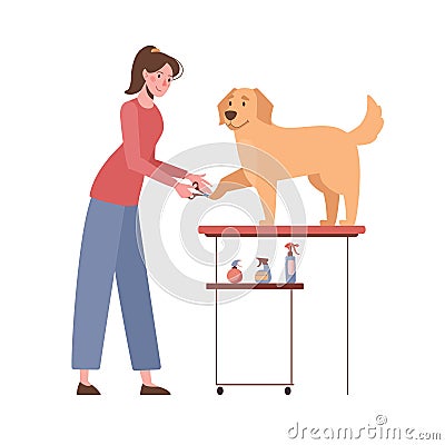 The woman cuts the claws of the golden retriever. Dog grooming. Vector illustration isolated on white background Vector Illustration