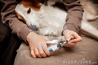 Woman cutting dog claw nails with a nail clipper tool, manicure at home Stock Photo
