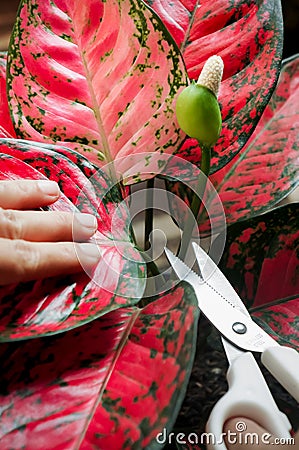 Woman cutting flower of aglaonema houseplant Stock Photo