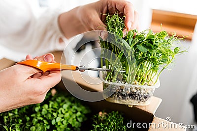 Woman cutting pea sprouts Stock Photo