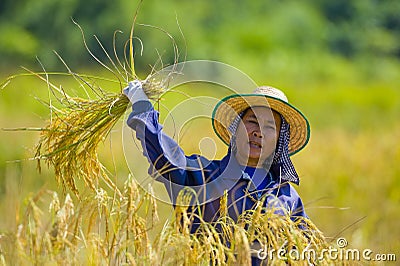 Woman cutting rice Stock Photo