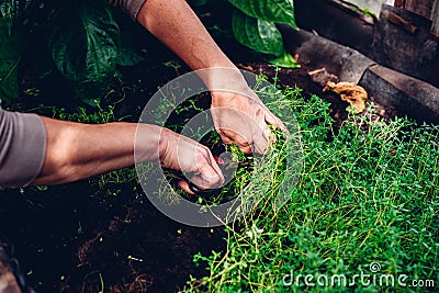 Woman Cutting Thyme from Bed Stock Photo