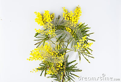 Woman day celebration greeting card, mimosa on a white background Stock Photo