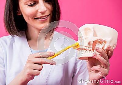 Woman dentist brushing teeth of an artificial skull using a single tufted toothbrush Stock Photo