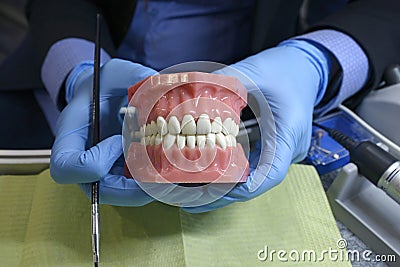 Woman dentist hands in blue gloves working on typodont, plastic moulage of human jaws and teeth using dental brush Stock Photo