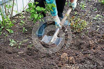Woman digging the ground with a shovel on a close-up Stock Photo