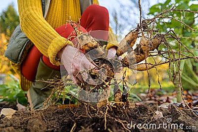 Woman digging up dahlia plant tubers, cleaning and preparing them for winter storage. Autumn gardening jobs. Stock Photo