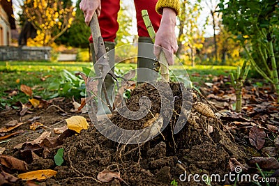 Woman digging up dahlia plant tubers using pitchfork, preparing them for winter storage. Stock Photo